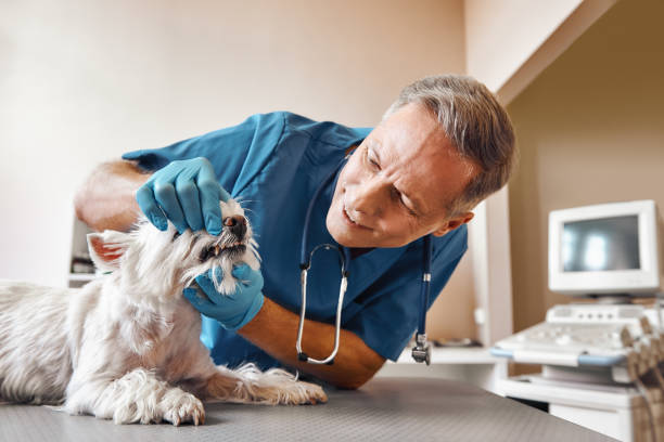 Best Urgent Care for Lost Fillings or Crowns in Trophy Clu, TX